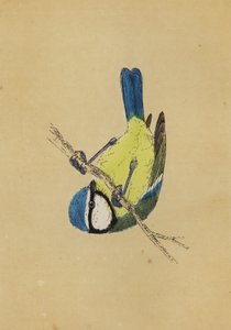 Blue Titmouse (colour litho) بواسطة مدرسة اللغة الإنجليزية