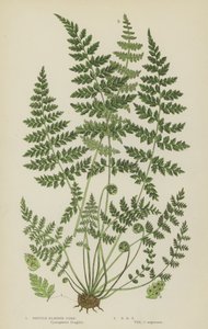 Brittle Bladder Fern (colour litho) بواسطة مدرسة اللغة الإنجليزية