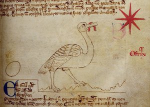 CCA-LitMs - D - 10 fol. 16r النعامة ، من Bestiary بواسطة مدرسة اللغة الإنجليزية