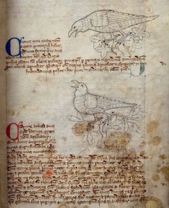 CCA-LitMs - D - 10 fol. 20 و رافين وكراو ، من Bestiary بواسطة مدرسة اللغة الإنجليزية