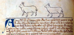CCA-LitMs - D - 10 fol. 8 خرفان الحملان من Bestiary بواسطة مدرسة اللغة الإنجليزية