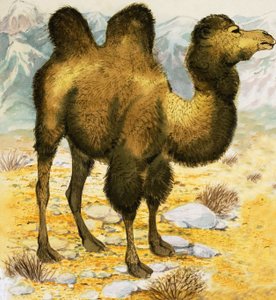 جمل بواسطة مدرسة اللغة الإنجليزية