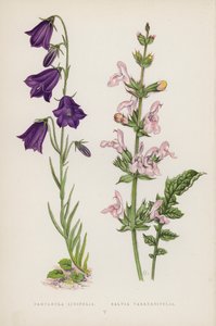 جريس لينيفوليا سالفيا Taraxacifolia (لون ليثو) بواسطة مدرسة اللغة الإنجليزية