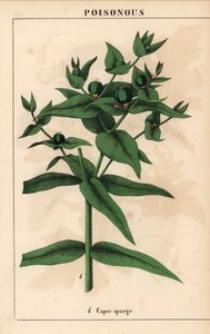 قبر مع البذور الخضراء ، الفربيون اللاثيريس   ، من "The Instructive Picturebook، or Lessons from the Vegetable World،" [شارلوت ماري يونج] ، إدنبرة بواسطة مدرسة اللغة الإنجليزية
