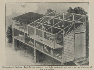 الحمام الزاجل في الحرب ، مارس 1918 بواسطة مدرسة اللغة الإنجليزية