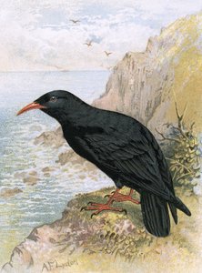 الغراب الأعصم