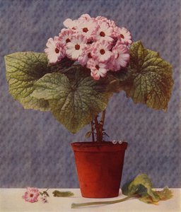 Cineraria (حفر ضوئي) بواسطة مدرسة اللغة الإنجليزية