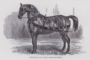 Cleveland Bay State Carriage-Horse (engraving) بواسطة مدرسة اللغة الإنجليزية