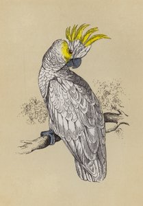 Cockatoo (colour litho) بواسطة مدرسة اللغة الإنجليزية