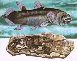 Coelacanth وأحفوريتها بواسطة مدرسة اللغة الإنجليزية