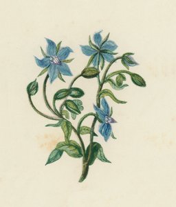 لسان الثور الشائع ، Borago Officinalis (لون ليثو) بواسطة مدرسة اللغة الإنجليزية