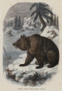 الدب البني الشائع ، Ursus Arctos (نقش ملون) بواسطة مدرسة اللغة الإنجليزية