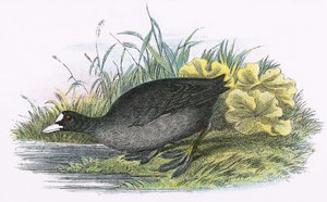 Coot المشتركة