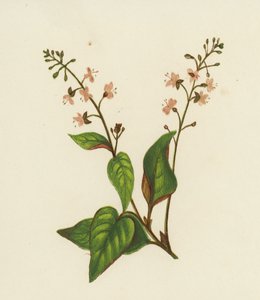 Nightshade من Enchanter العام ، Circaea Lutetiana (لون ليثو) بواسطة مدرسة اللغة الإنجليزية