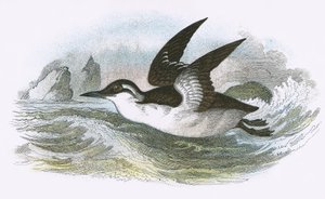 Guillemot المشتركة