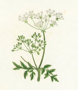 Hemlock المشتركة ، Conium Maculatum بواسطة مدرسة اللغة الإنجليزية