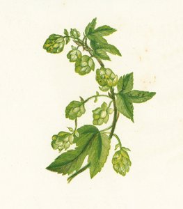 القفزة المشتركة ، Humulus Lupulus بواسطة مدرسة اللغة الإنجليزية