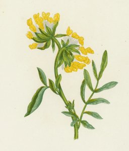 البيقة الكلوية الشائعة ، Anthyllis Vulneraria (لون ليثو) بواسطة مدرسة اللغة الإنجليزية