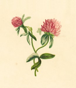 البرسيم الأرجواني الشائعة ، Pratense Trifolium بواسطة مدرسة اللغة الإنجليزية