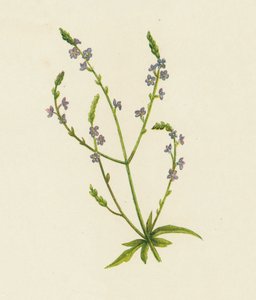 نبات عشبي مشترك ، لويزة Officinalis (لون ليثو) بواسطة مدرسة اللغة الإنجليزية