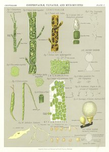 Confervaceae و Ulvaceae و Myxomycetes بواسطة مدرسة اللغة الإنجليزية