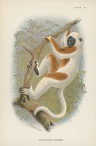 Coquerels Sifaka بواسطة مدرسة اللغة الإنجليزية