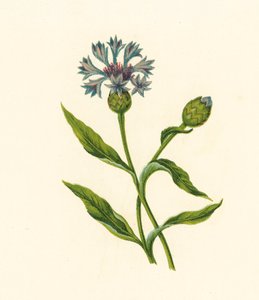 زجاجة الذرة الزرقاء، Centaurea Cyanus (ليثو ملون) بواسطة مدرسة اللغة الإنجليزية