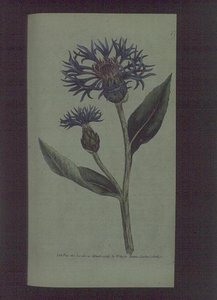 زهرة الذرة (Centaurea montana) ، اللوحة 77 من William Curtis "The Botanical Magazine" (أو "Flower Garden Displayed") ، حانة. 1789-90 (نقش) بواسطة مدرسة اللغة الإنجليزية