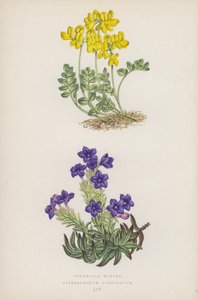 تيجان صغيرة Lithospermum Prostratum (لون الليثو) بواسطة مدرسة اللغة الإنجليزية