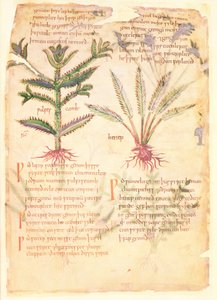 Cotton Vitellius CIII fol.30 الرسوم التوضيحية لـ Wulfes Camb و Henep ، من 