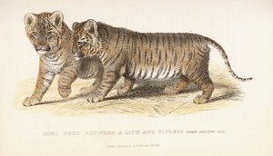 تربية الأشبال بين أسد ونمرة ، ثلاثة أشهر ، 1827-1835 بواسطة مدرسة اللغة الإنجليزية