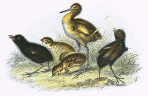Curlew و Land Rail و Partridge و Moor Hen (باتجاه عقارب الساعة)