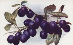  بواسطة مدرسة اللغة الإنجليزية