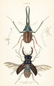 خنفساء داروين ، خنفساء غرانت أو خنفساء الأيل التشيلي ، Chiasognathus Grantii 1 ، وخنفساء الأيل الأوروبية ، Lucanus cervus 2 بواسطة مدرسة اللغة الإنجليزية