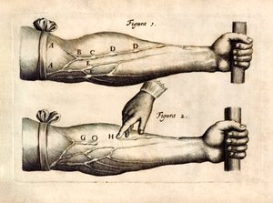 De Motu Cordi ، وضع Sanguinis في Animalibus '(حركة القلب والدم في الكائنات الحية) بواسطة William Harvey (1578-1657) نُشر لأول مرة في عام 1628 يُظهر شبكة الأوردة في الساعد التي تحتوي على صمامات أحادية الاتجاه. بواسطة مدرسة اللغة الإنجليزية