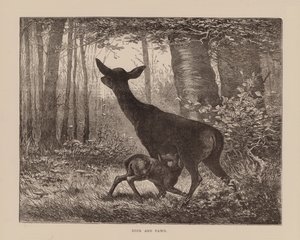 الغزلان والظبي (نقش) بواسطة مدرسة اللغة الإنجليزية