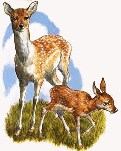 الغزلان والمهر بواسطة مدرسة اللغة الإنجليزية