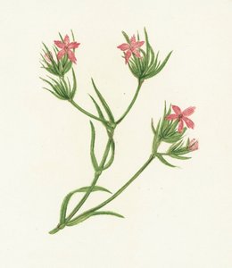 Deptford Pink ، Dianthus Armeria بواسطة مدرسة اللغة الإنجليزية