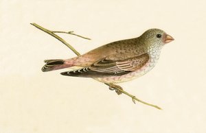 عازف البوق الصحراوي ، رسم توضيحي من "تاريخ طيور أوروبا غير المرصودة في الجزر البريطانية" بقلم تشارلز روبرت بري (1811-1886) ، نشر عام 1867 بواسطة مدرسة اللغة الإنجليزية