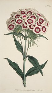 Dianthus Barbatus الوردي الملتحي ، حانة. 1792 نقش ملون باليد. بواسطة مدرسة اللغة الإنجليزية