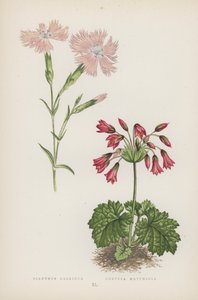 ديانثوس جاليكوس Cortusa Matthioli (لون ليثو) بواسطة مدرسة اللغة الإنجليزية