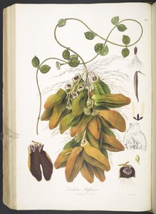Dischidia Rafflesiana ، اللوحة 142 من "Plantæ Asiaticæ Rariores ؛ أو ، أوصاف وأرقام عدد مختار من نباتات الهند الشرقية غير المنشورة. LP 
