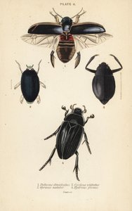 خنفساء الغوص ، Dytiscus dimidiatus 1 ، خنفساء دوامة شائعة ، Gyrinus natator 2 ، Cyclous vittatus 3 ، وخنفساء الماء الفضي العظيم ، Hydrophilus piceus 4 بواسطة مدرسة اللغة الإنجليزية