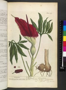 Dracontium ، من فيلم "A Curious Herbal ..." بقلم إليزابيث بلاكويل بواسطة مدرسة اللغة الإنجليزية