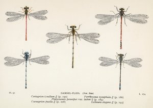 اليعسوب ذبابة الدامسيل (طباعة حجرية ملونة) بواسطة مدرسة اللغة الإنجليزية
