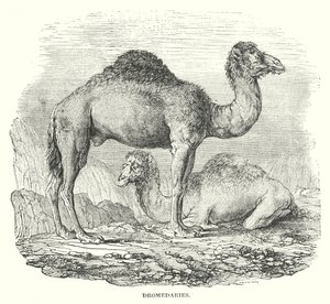 الجمل (النقش) بواسطة مدرسة اللغة الإنجليزية
