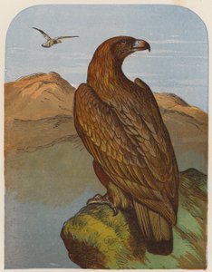 النسر (طباعة حجرية ملونة) بواسطة مدرسة اللغة الإنجليزية