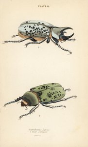 خنفساء هرقل الشرقية ، Dynastes tityus ، ذكر 1 ، أنثى 2 بواسطة مدرسة اللغة الإنجليزية