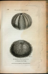 Echinus Esculentus أو قنفذ البحر المشترك ؛ نفس الشيء مع العمود الفقري الذي تم حذفه ، من "محاضرات علم الحيوان التي ألقيت في المؤسسة الملكية في عامي 1806 و 1807" بواسطة جورج شو بواسطة مدرسة اللغة الإنجليزية