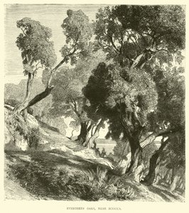 Evergreen Oaks ، بالقرب من Sciacca بواسطة مدرسة اللغة الإنجليزية